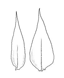 Eriodon cylindritheca, branch leaves. Drawn from B.H. Macmillan 87/4, CHR 413377.
 Image: R.C. Wagstaff © Landcare Research 2019 CC BY 3.0 NZ